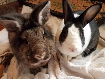 A fluffy brown rabbit next to a smooth black and white rabbit.